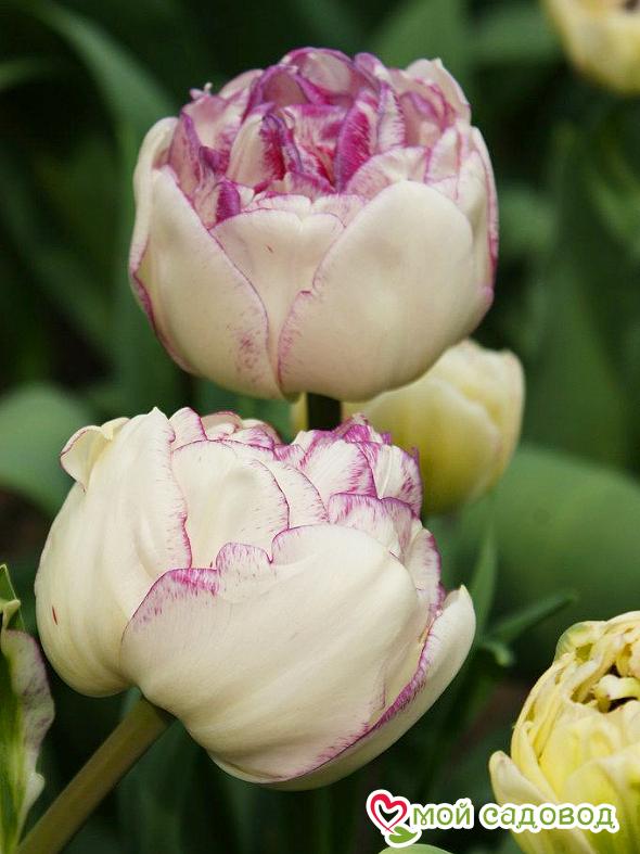 Тюльпан махровый Нормандия