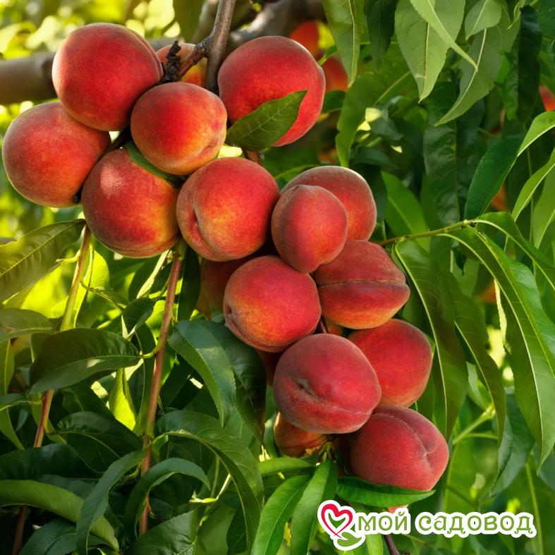 Персик Спринг Крест