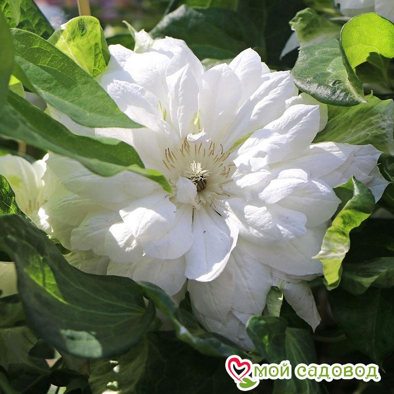 Клематис ДЮШЕС ЭДИНБУРГА