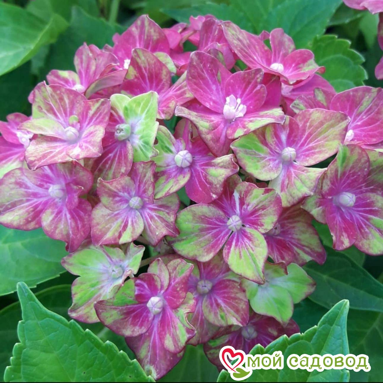 Саженец Гортензия крупнолистовая Шлосс Вакебат ЗКС