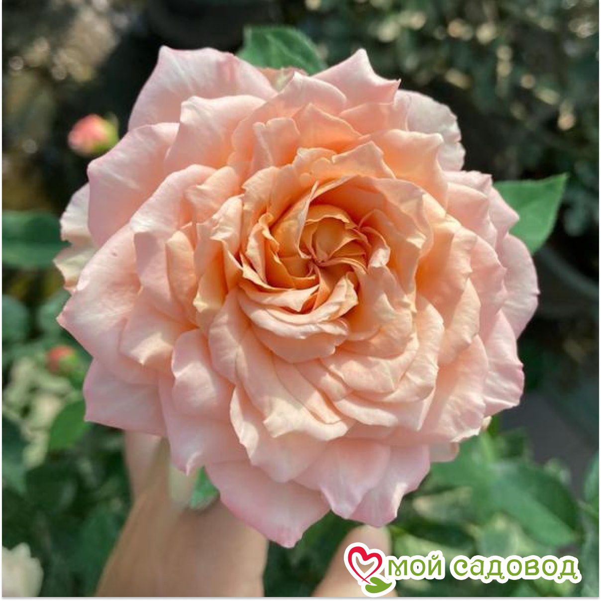 Роза Джульетта