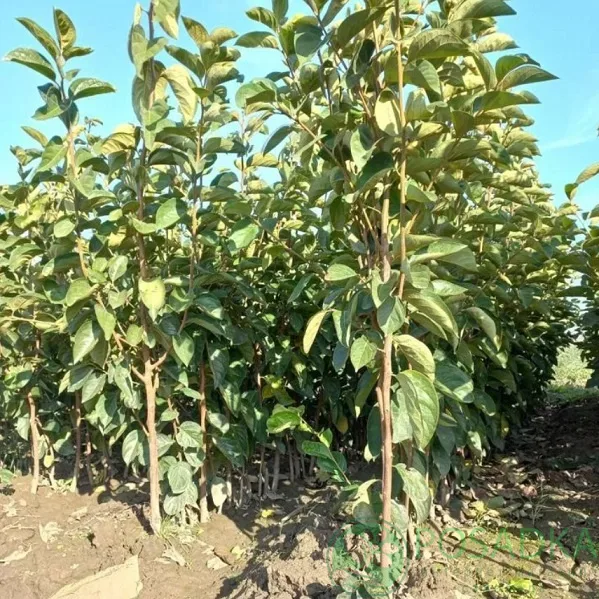 Хурма Сладкий Секрет